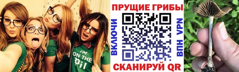 продажа наркотиков  Ладушкин  Псилоцибиновые грибы Cubensis 